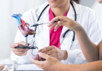 doctor holds model of heart